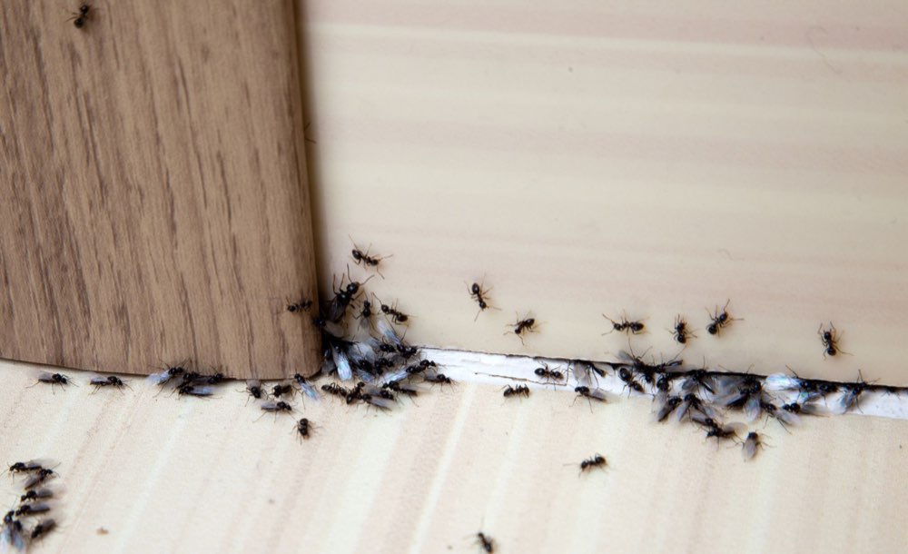 Carpenter ants trailing along a baseboard, found during a pest inspection